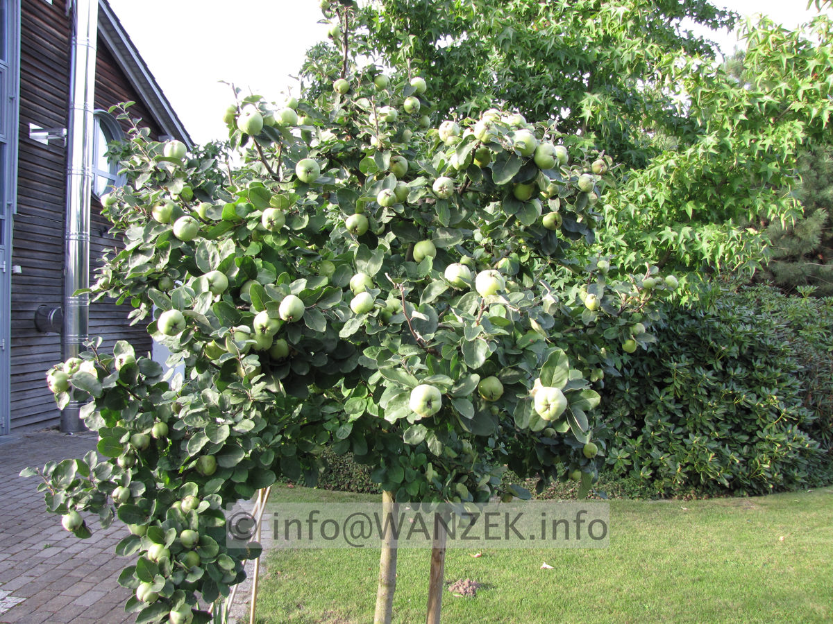 Quitte Konstantinopeler 04 mit Fruechten.JPG